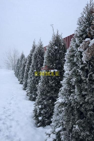 Oportunitate excelentă – teren generos + casă MOBILATĂ UTILATĂ - 7