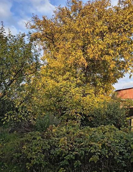 Casă individuală cu 2 camere cu Teren 770 Mp în Dâmbul Rotund