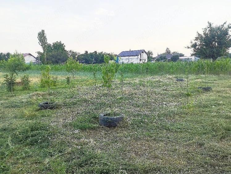 Teren de 2000 mp, în Curtișoara