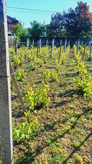 Casa si teren Breasta - 4