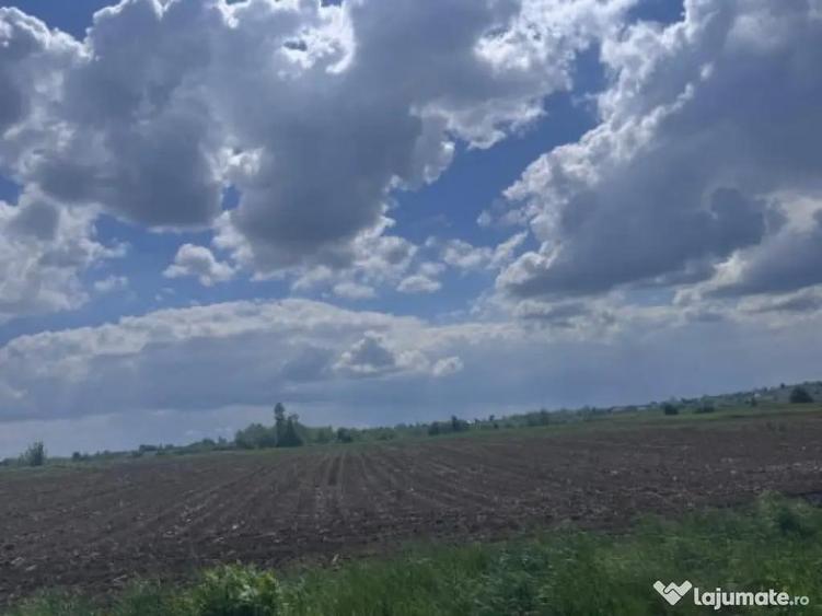 Teren extravilan, 7800mp, Burla - 4