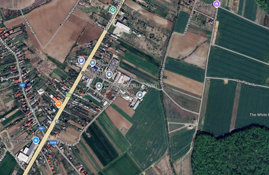 Teren 6900 m² de vanzare in Ciolpani