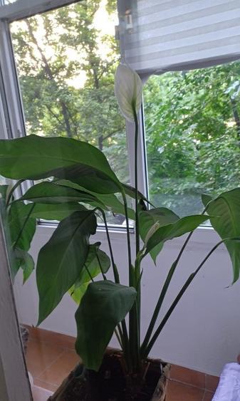 Apartament cu 2 camere semidecomandat, mobilat în Tineretului — fotografia 1