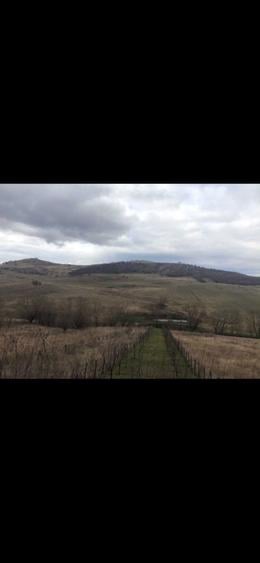 Teren extravilan 2100 mp- Salicea, acces drum ,investitie - 2