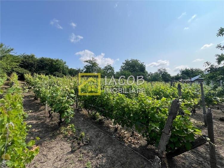 Casa cu 1690 mp teren, vie pe rod, comuna Sarata, jud. Bacau - 6