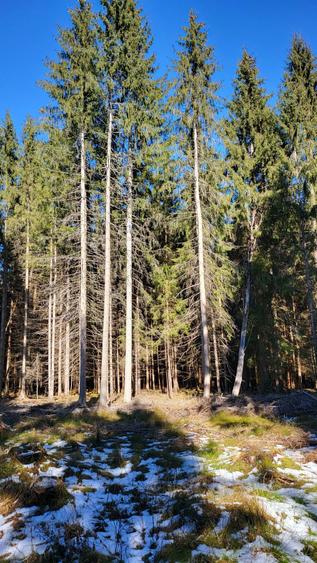 Teren de vanzare Saru Dornei 2euro / mp - 1