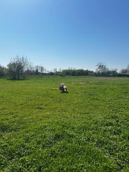 Vând teren intravilan - 2