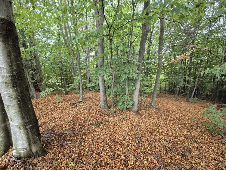 Teren 7024 mp Ciucea Cluj, livada + padure, curent, ideal cabana - 4