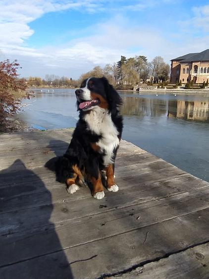 VILĂ DEOSEBITĂ PE MALUL LACULUI – MOGOȘOAIA | 1000 MP CURTE | PONTON 3 - 8