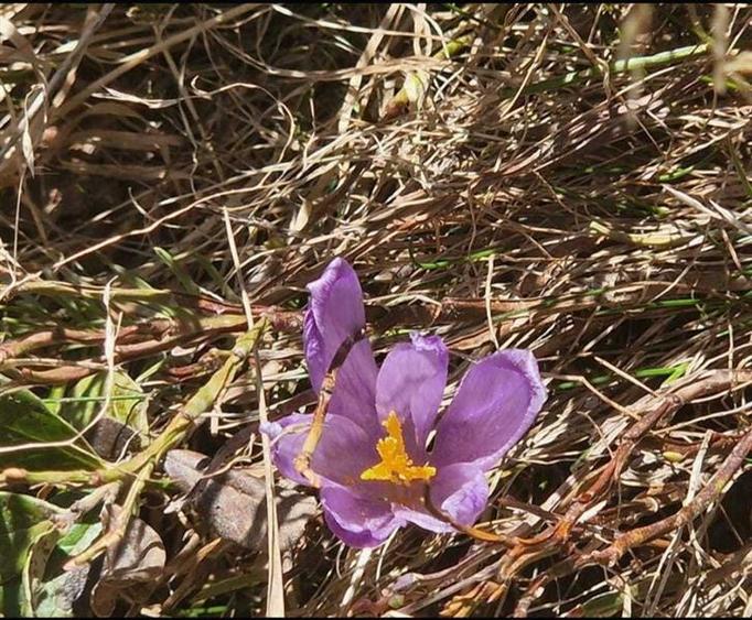 Casa de vacanta - 1.800 mp - Varful lui Roman - Horezu - 4