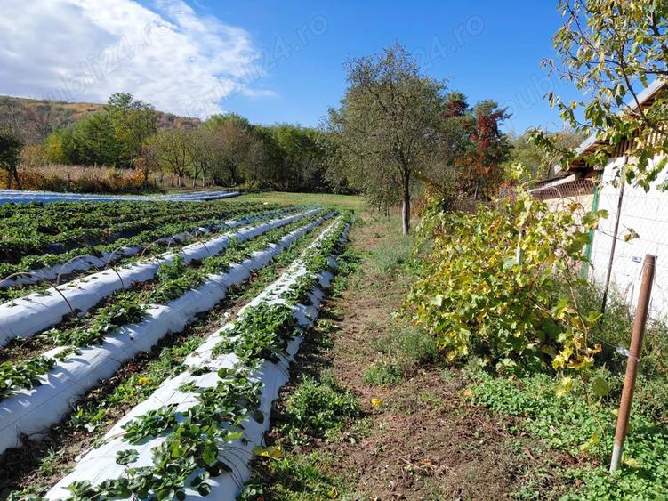Casa de vanzare + gradina in sat Zagujeni - 9