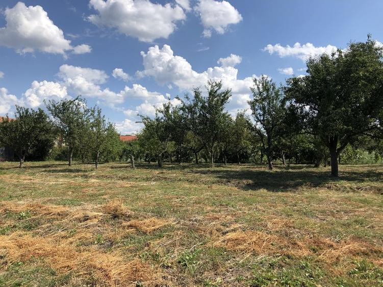 Vand teren de casa in Ardud - 4
