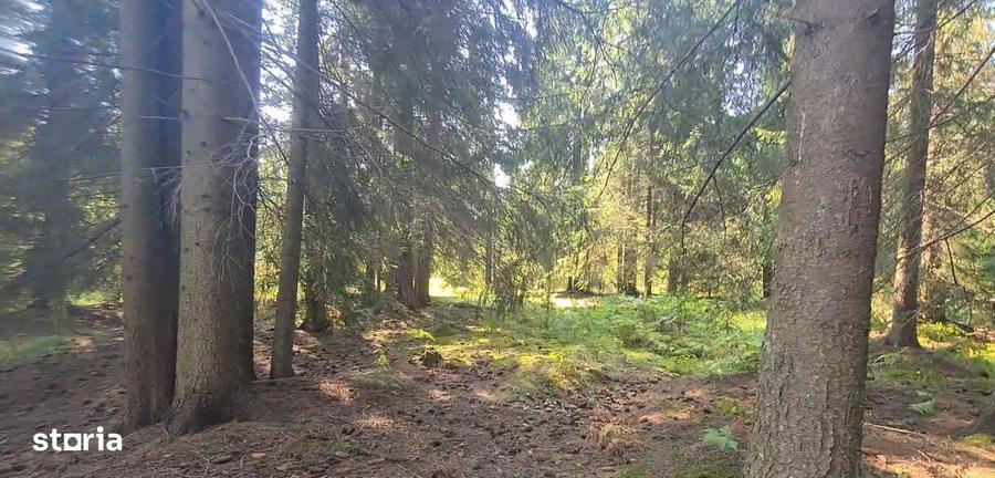 Neagra Sarului - Saru Dornei, Teren S = 6450 mp; 13 km de Vatra Dornei - 4
