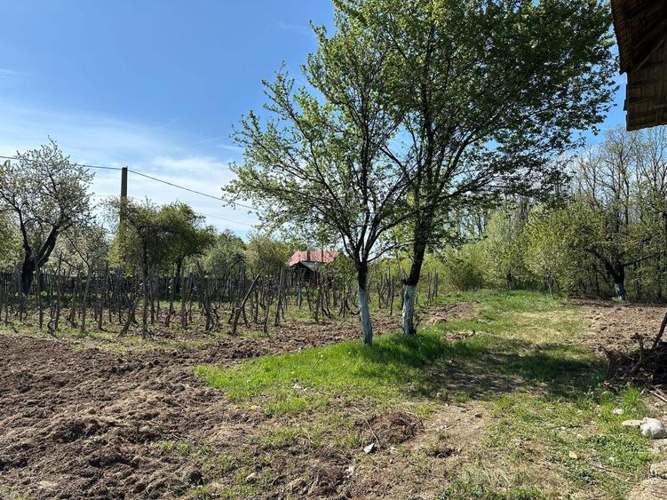 Vand teren cu potential - 6