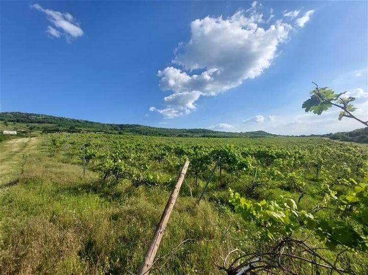 PRET REDUS!!! Proprietate viticola ecologica in zona Siria - 3