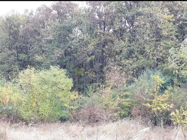 Teren Gruiu sat Lipia - 1