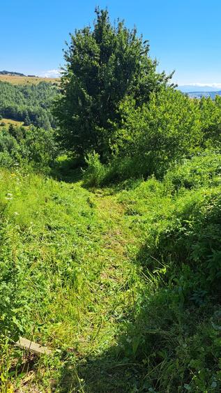 deosebit Garana - 10