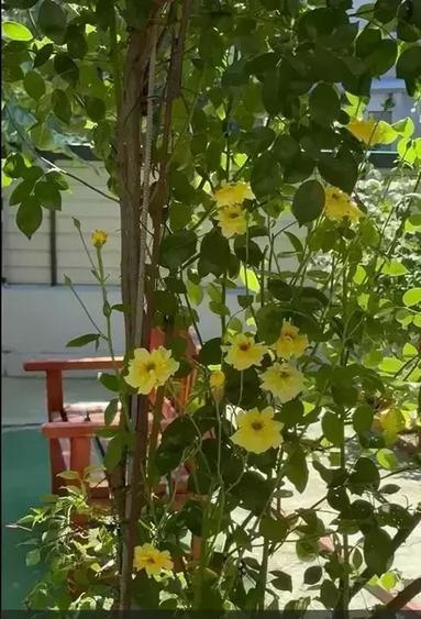 Casa individuala, gradina,  piscina, foisor, locuri de parcare - 17