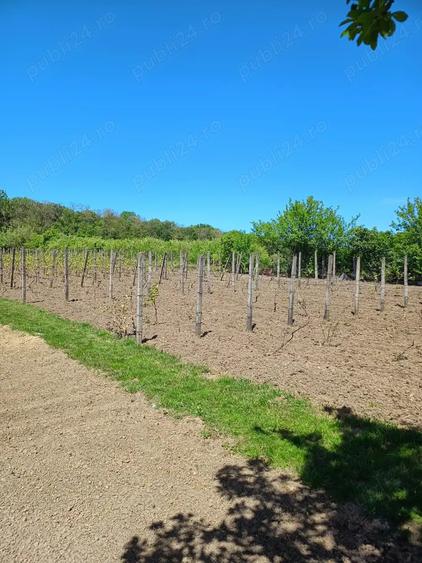 Botosani - 15 min, Casa cu teren de 2500 mp - 22 eur mp - si loturi individuale - 4