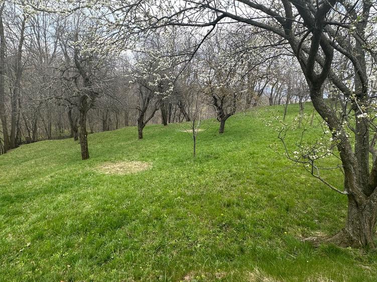 Teren de vanzare comuna Sotrile - 6