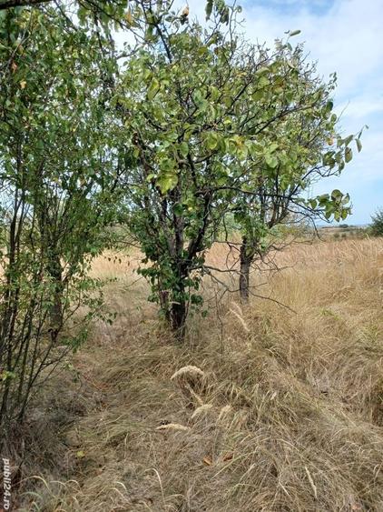 Teren intravilan cu casa - 10