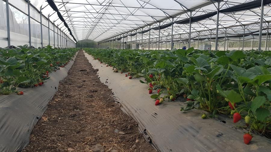 De vanzare sera legume spatiu de depozitare si utilaje agricole - 4