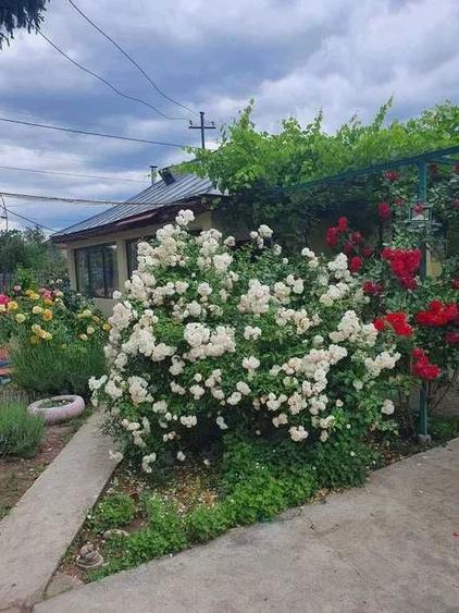 Casa de inchiriat - 6