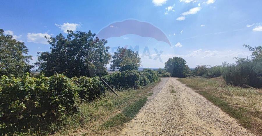 Loc de casa si teren cultivat cu vita de vie 1,28 Ha Sant... - 10