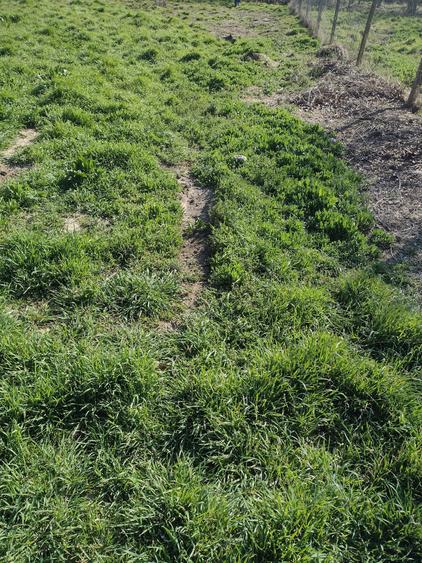 Teren intravilan Poiana - 4