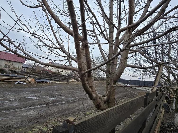 inchiriez 450mp teren la strada - 1