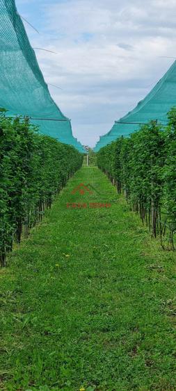 Teren extravilan in Baicoi 10.000mp plantatie mure --80.000e - 6