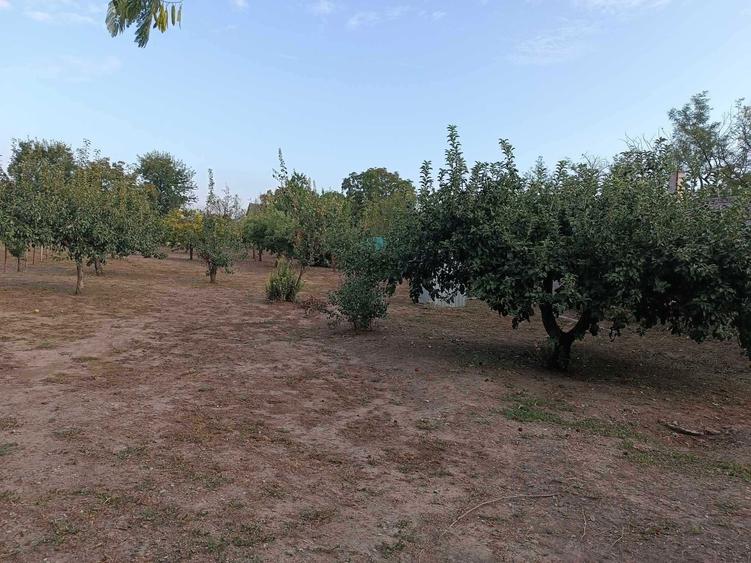 Vand Casa! Segarcea Deal! - 6