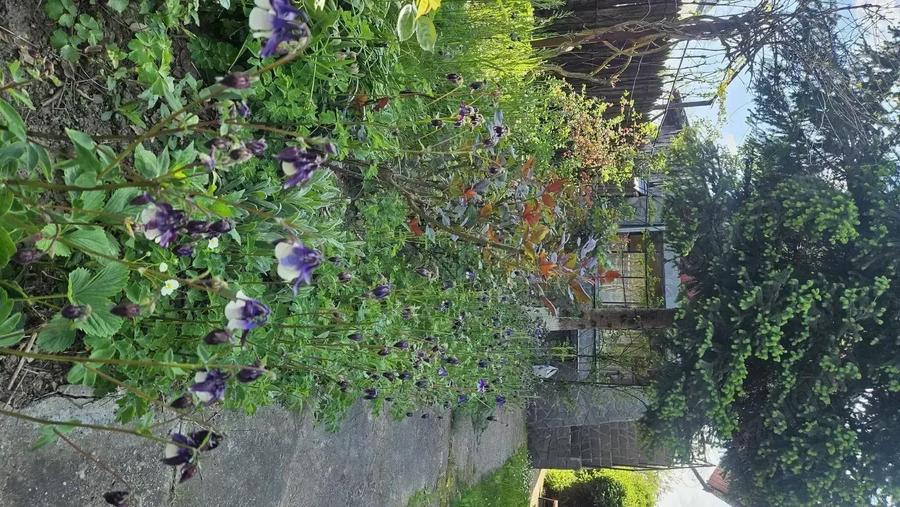 Casa de vanzare in loc. Di?e?ti, com. Filipe?tii de Padure, jud. Prahova - 10