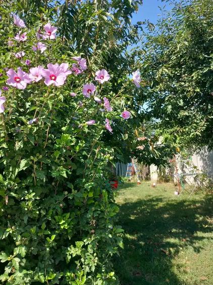 Casa bariera valcii-Craiova - 15