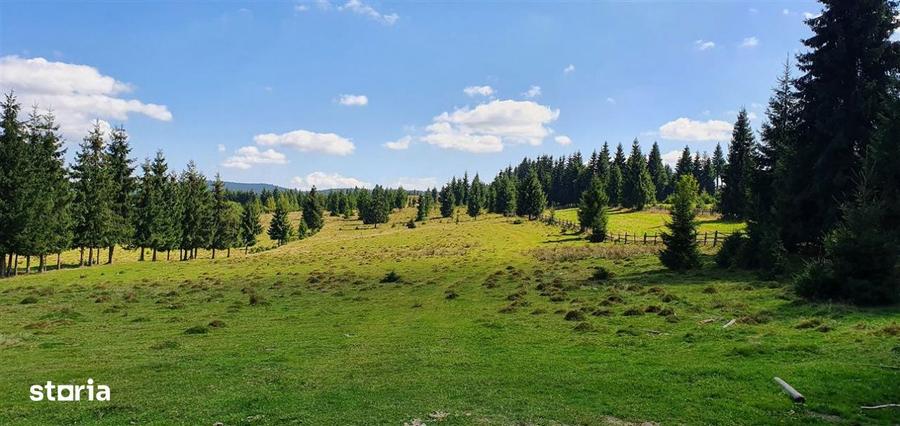 Oportunitare | Teren 1350 mp cu PUZ | Belis - 4