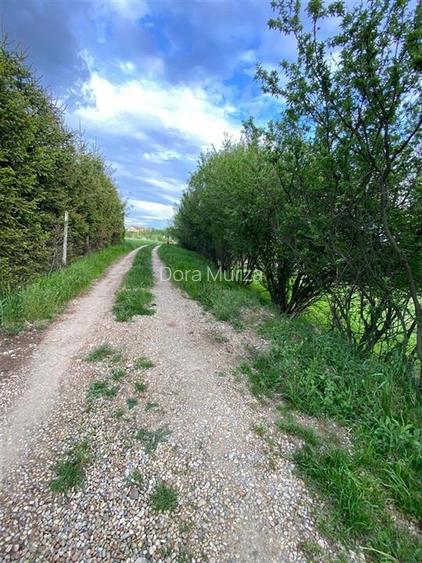 RECO Teren intravilan in  Saldabagiu de munte 985mp