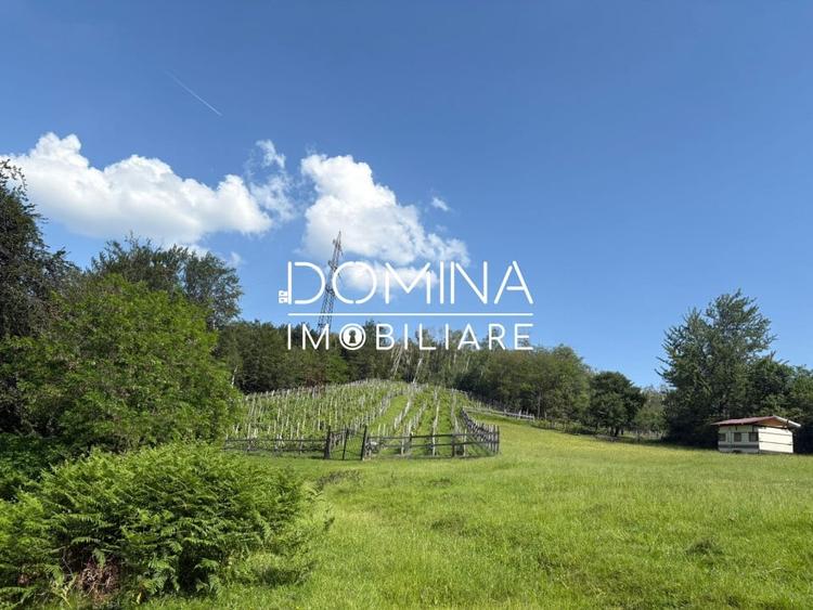 *Domeniu* cu potential turistic - casa de vis, livada si vie - Bumbesti-Jiu - 10