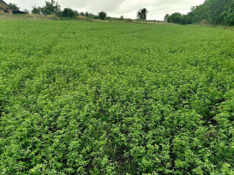 Casa noua cu mansarda si 1.24 hectare teren intravilan - 7