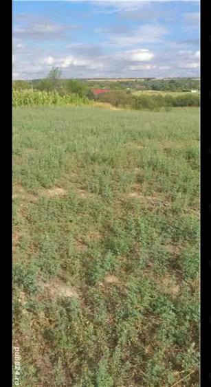 Teren de 3750 mp, în Husasău de Tinca