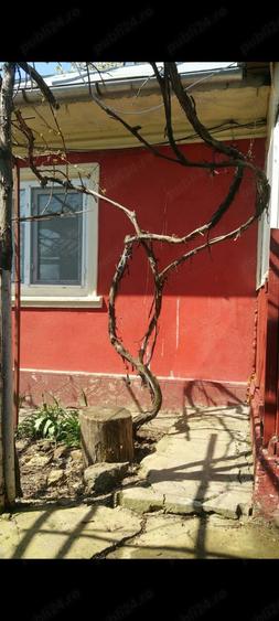 Casa la tara Ulmu Calarasi - 2