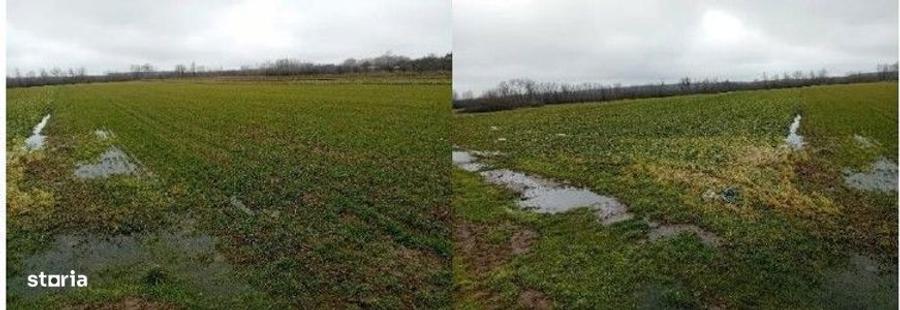 Teren extravilan Harsesti, ID: R2922273 - 6