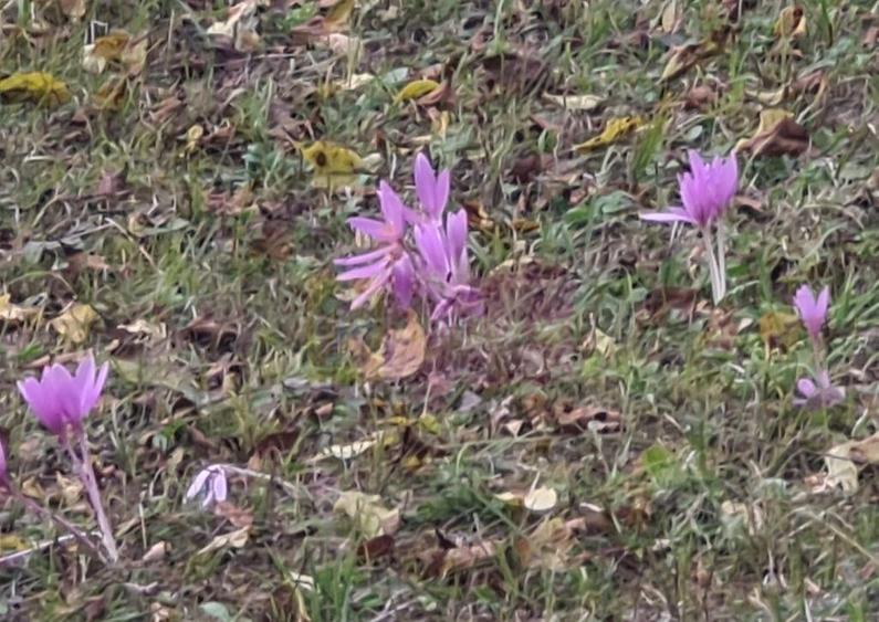 Casa batraneasca cu teren (4.910 mp) la Alunis - 13