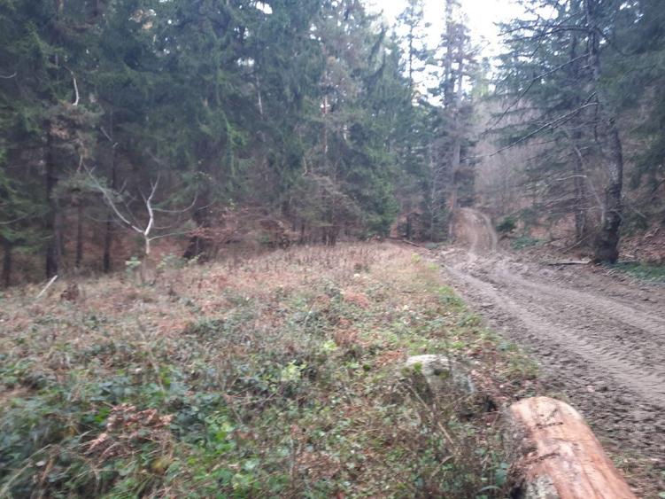Teren forestier 2.500 mp, Vadurele comuna Alexandru cel Bun, jud. Neamț - 4