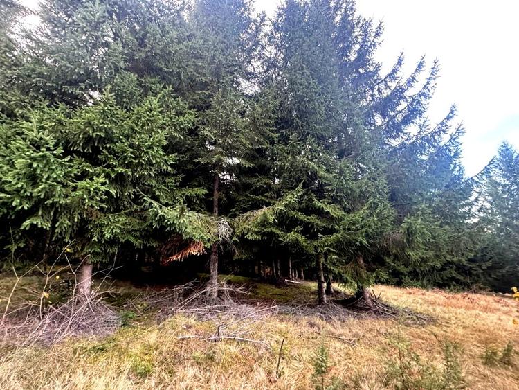 Vanzare 5,3 ha pasune deasupra Voronetului Suceava - Proiect Turistic - 21