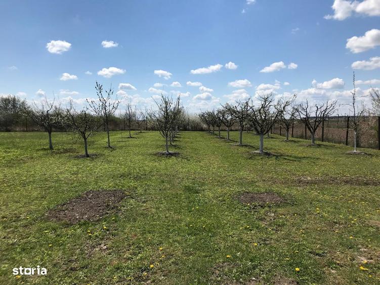 Teren 3000 mp cu pomi fructiferi - 6