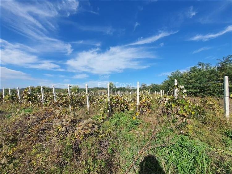 Teren de vanzare in Hemeius Margineni, județul Bacau