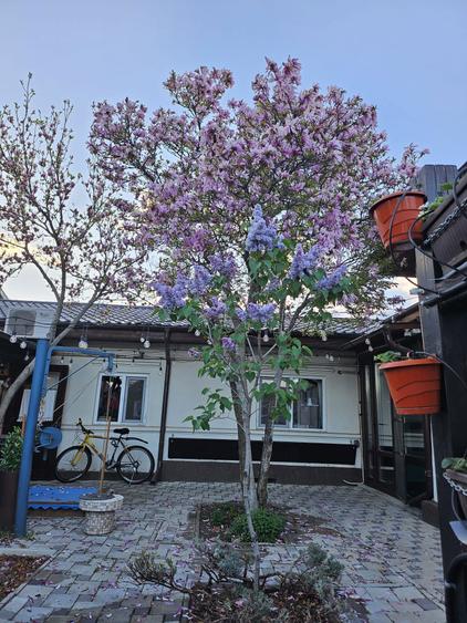 Casa 3 camere + birou cu intrare separata, oras Chitila - 1