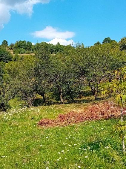 Teren de vinzare - 2