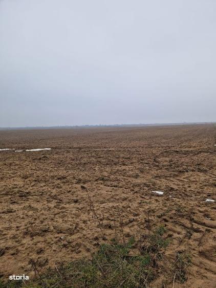 Teren de vanzare 2.500 mp Malu Mare - 2