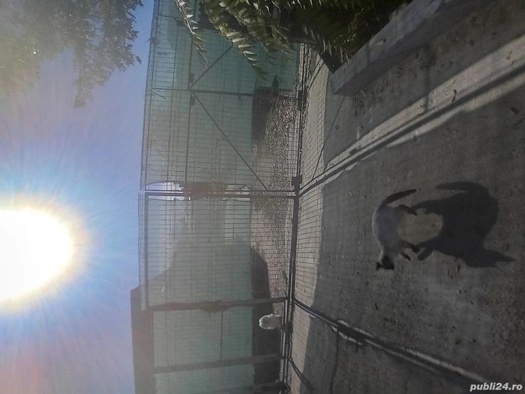 vand casu?a urgent citi?i bine anuntul - 5